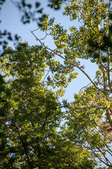 flock of parasite birds nesting in high trees