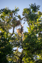 flock of parasite birds nesting in high trees