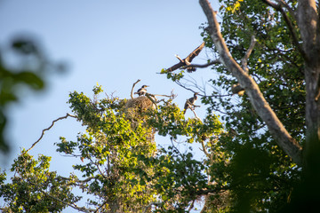 flock of parasite birds nesting in high trees