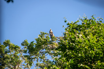 flock of parasite birds nesting in high trees