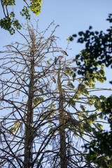 flock of parasite birds nesting in high trees