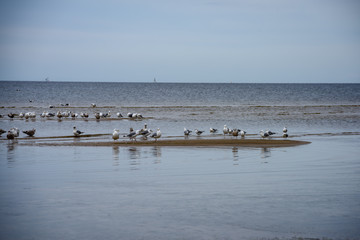 flock of birds resting near water on the beach