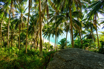 (selective focus) Stunning view of a paradisiacal beach seen through a rich and green vegetation of palm trees with white sand, people sunbathing and turquoise clear water. Surin Beach, Thailand.