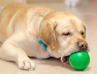Labrador with a green ball