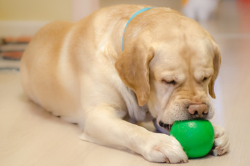 Fototapeta premium Labrador with a green ball