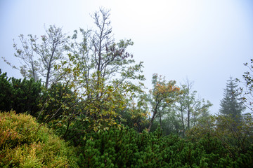 tourist hiking trail in foggy misty day with rain