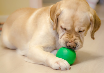 Labrador with a green ball