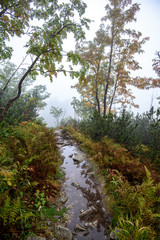 Fototapeta premium tourist hiking trail in foggy misty day with rain
