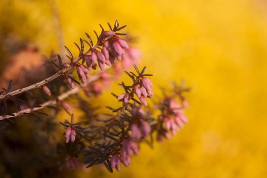 brugo in fiore