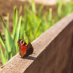 red butterfly on a blackboard on a background of nature