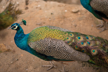 Naklejka premium peacock with feathers out