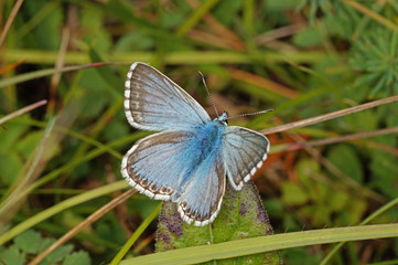 Lysandra coridon (PODA, 1761) Silbergrüner Bläuling 03.08.2017 DE, NRW, Eifel, Lampertstal
