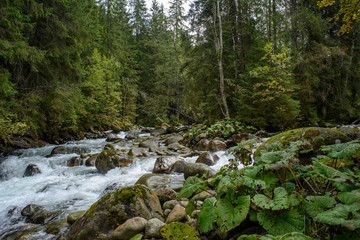 fast mountain rocky river in forest with waterfall