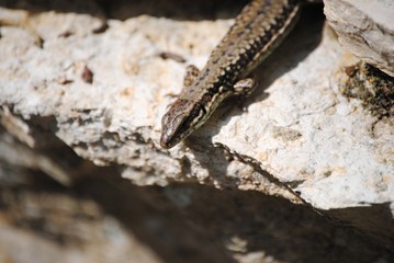 Lézard