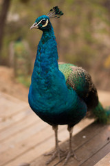 Fototapeta premium peacock with feathers