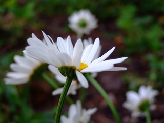 Large bright blooming daisies. Summer. Park.