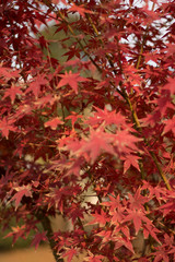 red autumn leaves