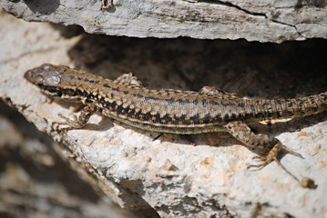 Lézard