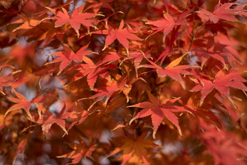 red autumn leaves