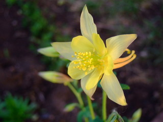 Delicate flowers Aquilegia yellow.