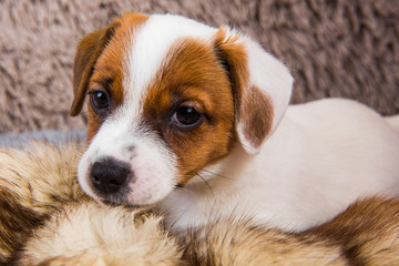 Cute puppy is playing in fur on brown background.