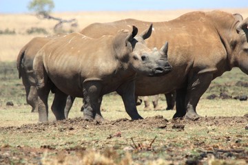 Obraz premium Rhino Juvenile