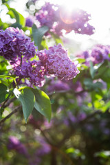 Fototapeta na wymiar branch of lilac on the sun light