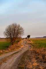 Fototapeta na wymiar Country road with a tree
