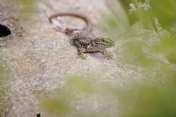 Lézard