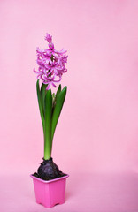 hyacinth in wase on pink background