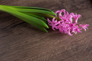 spring flowers hyacinth on wooden background