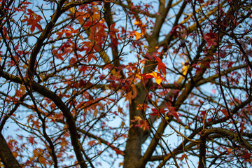 Herbstbaum