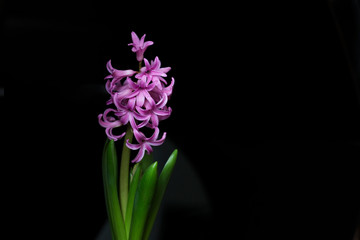 hyacinth on black background