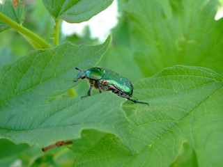 Beetle on flowers. On a Sunny summer day.