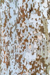 Rustic wooden texture