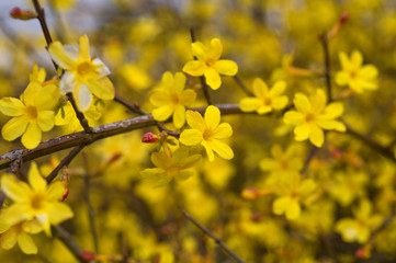 Yellow bloom of a winter jasmine bush.