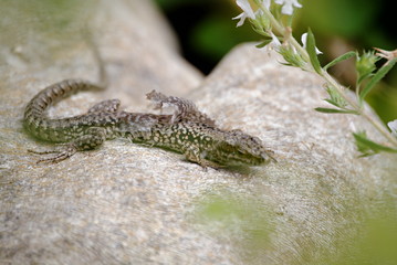 Lézard