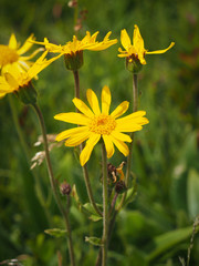 L'arnica des montagnes (Arnica montana) nommée plantain des Alpes en France et tueuse de loup en...