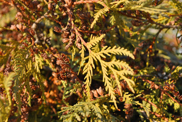 Green juniper twigs with needles and brown small pine cones, top view, soft blurry background