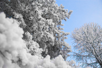 snow covered trees
