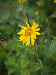 L'arnica des montagnes (Arnica montana) nommée plantain des Alpes en France et tueuse de loup en Allemagne, une plante sauvage des collines de montagnes, protégée de réputation thérapeutique aux capit