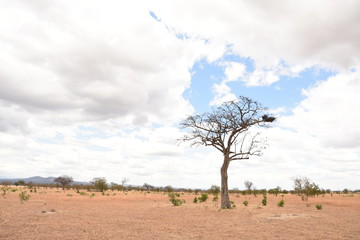 Árbol solitario en la sabana en estación de sequía con un nido de pájaros cielo cubierto de...