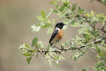 African Stone Chat