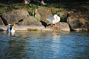 Fototapete bei efototapeten.de bestellen   