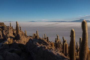 The worlds largest salt flat Bolivia, South America Salar de Uyuni seen from the unique cactus island called Incahuasi island