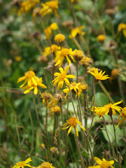 Fototapeta premium L'arnica des montagnes (Arnica montana) nommée plantain des Alpes en France et tueuse de loup en Allemagne, une plante sauvage des collines de montagnes, protégée de réputation thérapeutique aux capit