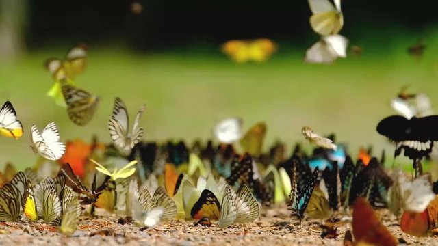Group of butterflies puddling on the ground and flying in nature, Butterflies swarm eats minerals in Ban Krang Camp, Kaeng Krachan National Park at Thailand