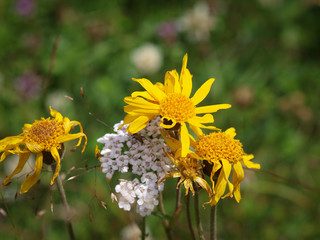 L'arnica des montagnes (Arnica montana) nommée plantain des Alpes en France et tueuse de loup en...