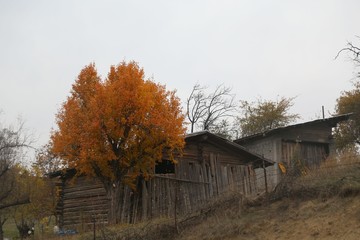 Autumn forest and village photos.savsat/artvin /turkey 