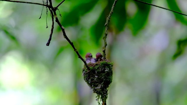 Family of Black-naped Monarch (Blue flycatcher), the beautiful blue birds guarding their chicks in the nest with nice blur green background. breeding season at Kaeng krachan national park, Thailand